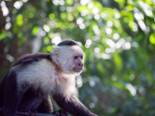 singes capucin au Panama