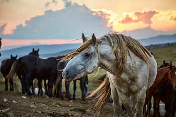 Wilder Hengst auf der Hochweide in Bosnien-Herzegowina in der Nähe von Livno.