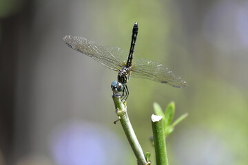 dragonfly on a twig