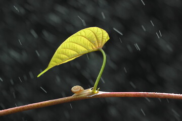 a little snail sheltering from the rain under the leaves on a black background © ridho