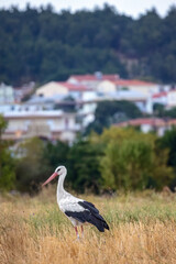 White stork Ciconia Ciconia in the harvest field village background Vertical orientation
