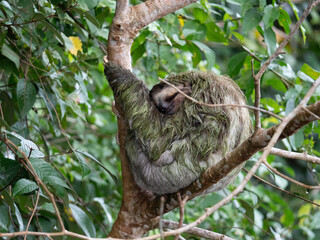 Fototapeta premium Le Paresseux roi des animaux du Costa Rica