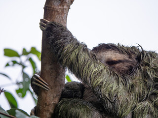 Le Paresseux roi des animaux du Costa Rica