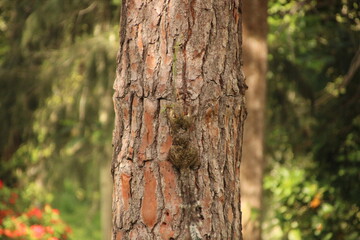 Ardilla en un pino