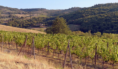 Fototapeta na wymiar Weinberg mit langen Reihen von Rebstöcken in den Hügeln der Toskana