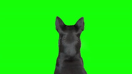 4k black and white mixed breed dog on green screen isolated with chroma key. Dog sitting down, facing backward, and looking up