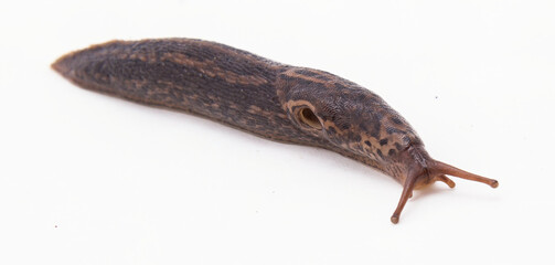 Garden slug, A Limax maximus slug, comonly found throughout western Oregon; white background and room for text