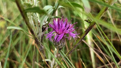 cornflower in the field 