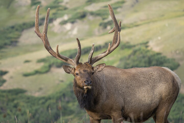 Naklejka na ściany i meble bull elk in the mountains
