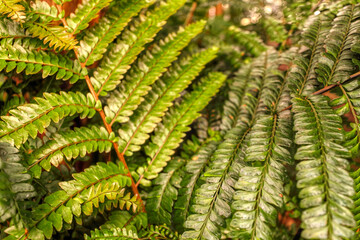 Beautiful palm leaves, green background, closeup. Exotic plant