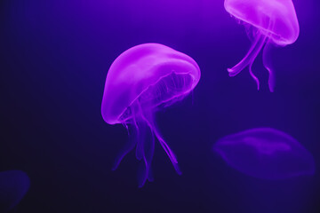 Common jellyfish in aquarium lit by purple light
