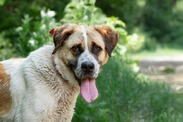 A dog on a hot summer day is cooled with his tongue. Portrait of a dog with a long tongue.