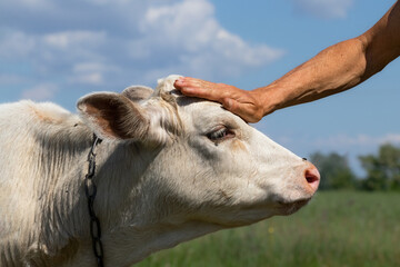 A farmer's hand pats a cute white calf on the head in a pasture on a sunny summer day.The concept...