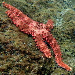 Costa Rica Pacific sea life