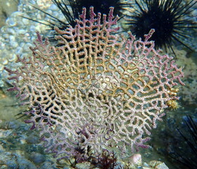 Costa Rica Pacific sea life