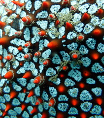 Costa Rica Pacific sea life