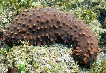 Costa Rica Pacific sea life