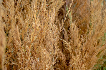 An amazing view over the atacama desert on a very clear day with yellow grass in the foreground