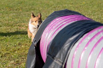 berger des shetland en agility