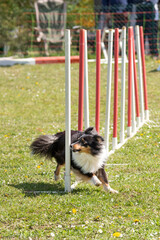 berger des shetland en agility