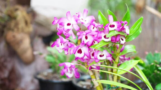 美しく花開くデンドロビューム