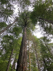 Fototapeta premium Tree in a Forest on Vancouver Island