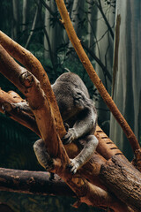 koala in a tree © George