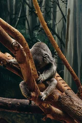 Keuken spatwand met foto koala in a tree © George