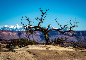 Twisted tree in Canyonlands NP with La Sal Mountains