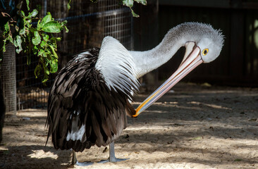 Australian Pelican (Pelecanus conspicillatus)