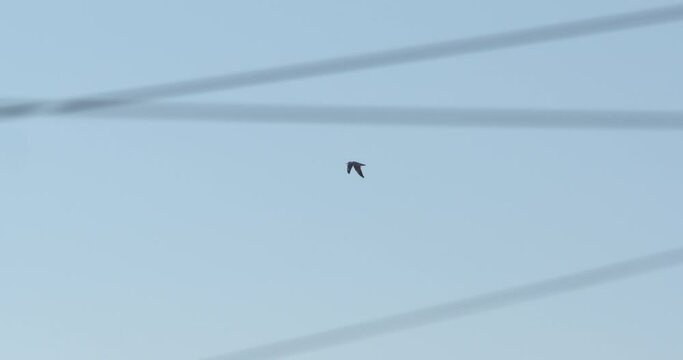 Gull bird flying overhead blue sky seen through electricity power lines