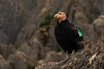 California Condor With Feather Stuck To Head Looks Left