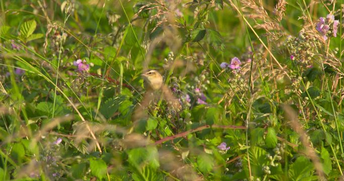 Chiffchaff small meadow song bird flying and landing on tall summer grass