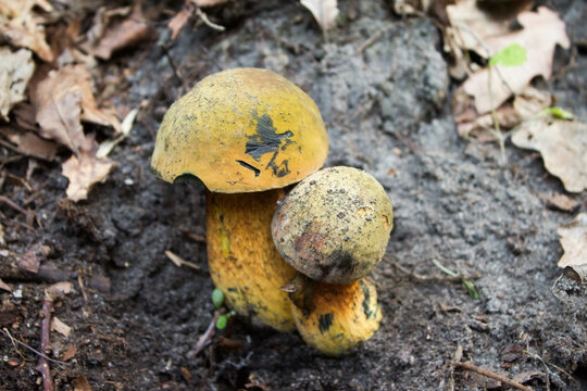 Two mushrooms in the forest. Beautiful mushrooms. Background. Texture.