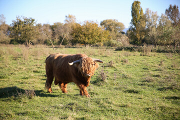 Highland bull on the pasture