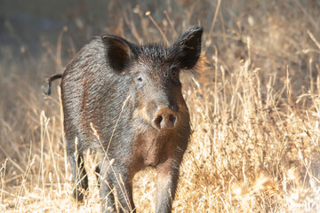 A young wild boar , Sus scrofa,  among the dry undergrowth of the forest.