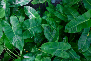 Philodendron leaves background