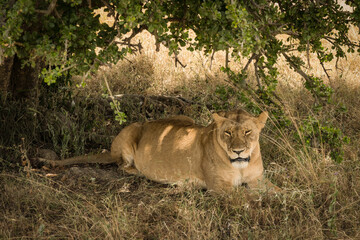 lion resting under tree shade at Masai Mara National Reserve Kenya