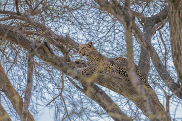 lone leopard lying on tree at Masai Mara National Reserve Kenya