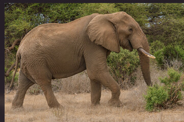 red african elephant at Tsavo National park Kenya