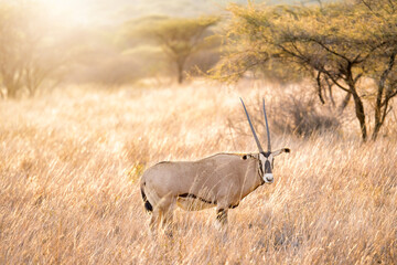 lone oryx eating grass in savanna grassland at Masai mara National reserve Kenya