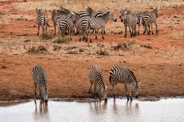 Fototapeta na wymiar herd of wild zebra having water at water pond at Amboseli National Park Kenya