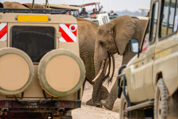 african elephants walking across road with safari travel tourists car stop by watching