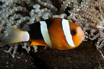 Fototapeta na wymiar Clown fish - Amphiprion clarkii takes care of eggs. Sea life of Tulamben, Bali, Indonesia.
