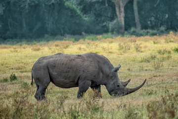 wild rhino walking and eating grass in grassland at Lake Nakuru