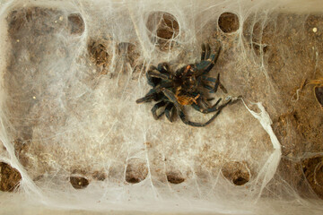 Spider in the web. Beautiful house spider. Background. Texture.
