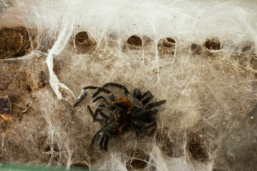 Spider in the web. Beautiful house spider. Background. Texture.