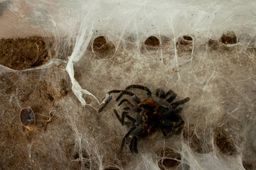 Spider in the web. Beautiful house spider. Background. Texture.