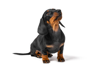Cute dachshund puppy sits and looks up, begging for something from owner. Pet obediently executes...