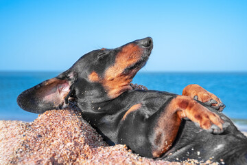 Adorable dachshund puppy is lying on sandy beach with its belly up and sunbathing or sleeping, side...